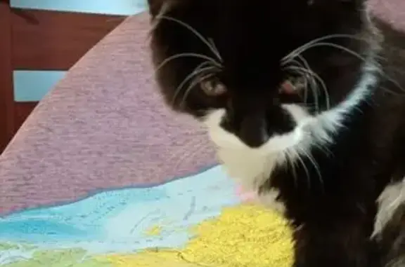 Пропала кошка, Крымская ул., Ижевск