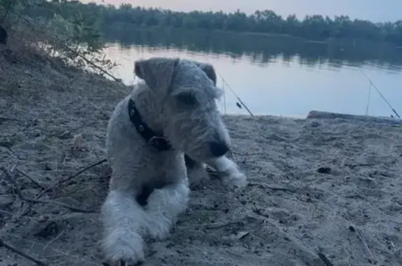 Пропала собака, ул. Полевого, Шахты