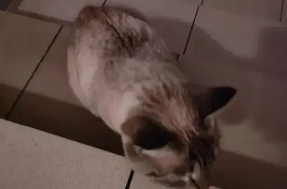 Объявления о пропавших и найденных животных, Улан-Удэ, фото: Кошка найдена на Жердева, 44В, Улан-Удэ