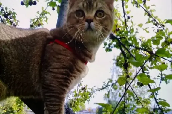 Пропала кошка, Краснофлотская 40, Пермь