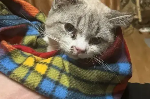 Найдена кошка, Москва, фото: Кошка найдена: Енисейская ул., 17 к2, Москва