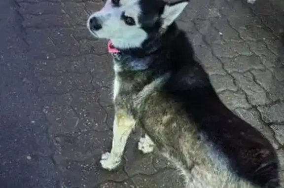 Найдена собака, Ростов-на-Дону, фото: Хаски найден на Вятской, 98/105, Ростов-на-Дону