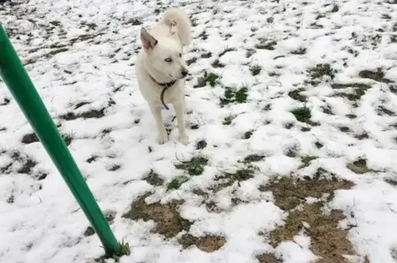 Найдена собака, Тамбов, фото: Собака найдена: ул. 60 лет Октября, Тамбов