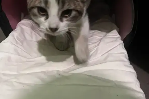 Найдена кошка, Москва, фото: Кошка найдена на Краснодарской, 76, Москва