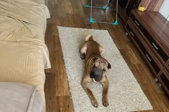 Пропала рыжая собака, Учалы, Ахметгалина 11