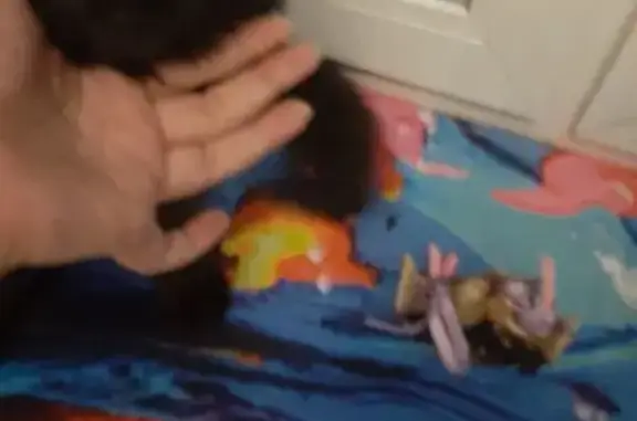 Найдена кошка, Нижнеудинск, фото: Кошка найдена: ул. Гоголя, 45, Нижнеудинск