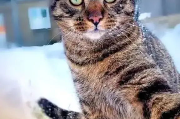 Кошки потеряшки, Калининград, фото: Потеряшка кот ТИГРА, Калининград, Белибейская 17