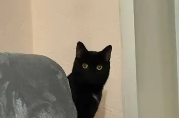 Найдена кошка, Красноярск, фото: Найдена кошка, ул. Марковского 55, Крск