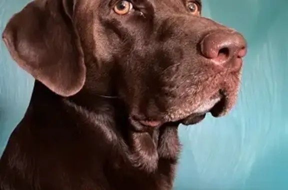 Собаки потеряшки, Анапа, фото: Потеряшка собака, ул. Протапова 20, Анапа