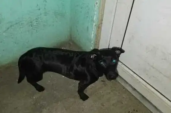 Найденные животные Петрозаводск, фото: Метис таксы найден в Петрозаводске