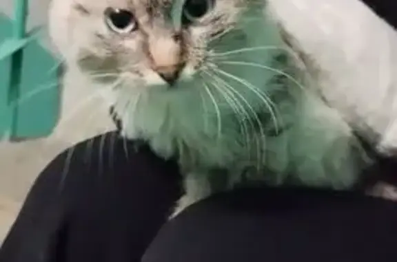 Найдена кошка, Чебоксары, фото: Котенок найден: Ленинского Комсомола 66