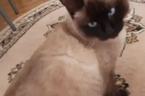 Пропала сиамская кошка, Чапаева 48