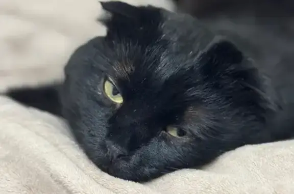 Пропала черная кошка, ул. Октября, Реутов