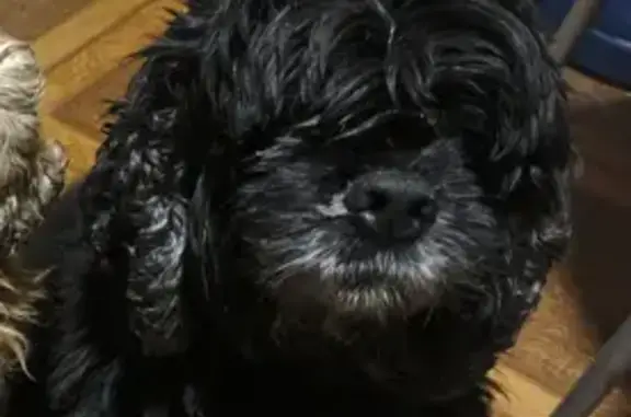 Пропала собака в Янишполе, Карелия