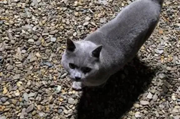 Найденные животные Ростов-на-Дону, фото: Кошка найдена: пер. Васнецова, 3, Ростов-на-Дону