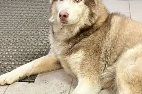 Объявления о пропавших и найденных животных, Александров, фото: Хаски найден на Кольчугинской, 48, Александров