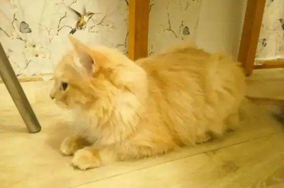 Пропала кошка, Ереванская ул., Челябинск