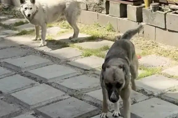 Пропали собаки, 1-я Республиканская 29