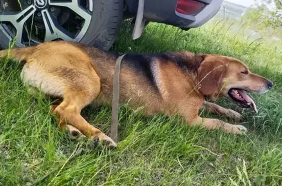 Пропала собака, Новоольшанское, Воронеж.