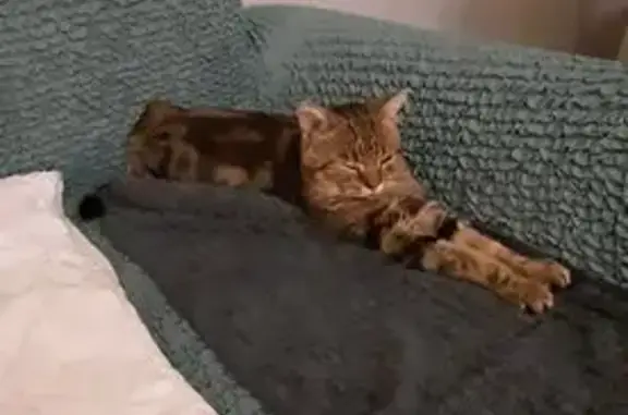 Найдена кошка, Тула, фото: Котик найден на ул. Староникитская, Тула