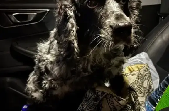 Найдена собака, Яксатово, фото: Собака найдена в Яксатово, Юнность 6