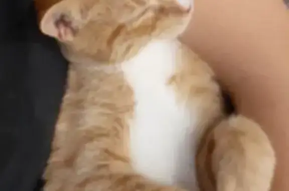 Пропала кошка, ул. Путешественника Козлова, 5