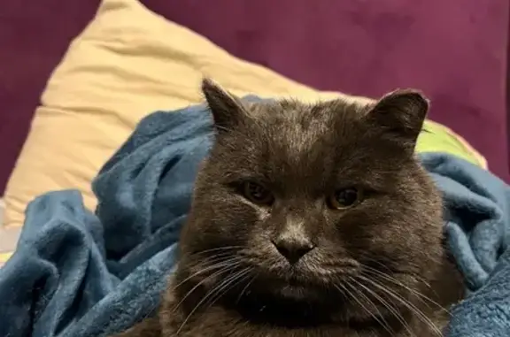 Найдена кошка, Коркино, фото: Найдена кошка на Цвиллинга, 48, Коркино