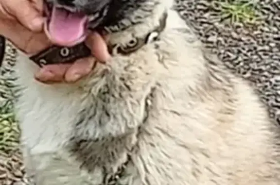 Пропала собака в СНТ Шахтер-1, 70К-387