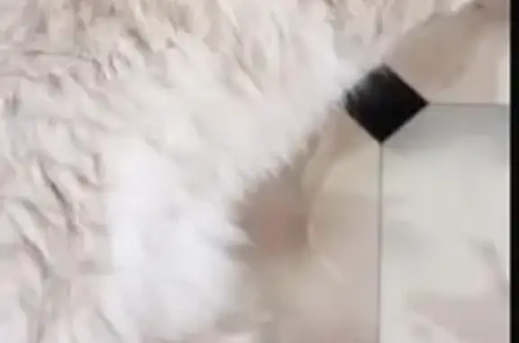 Пропала кошка на Пушкинской, 367Б, Ижевск