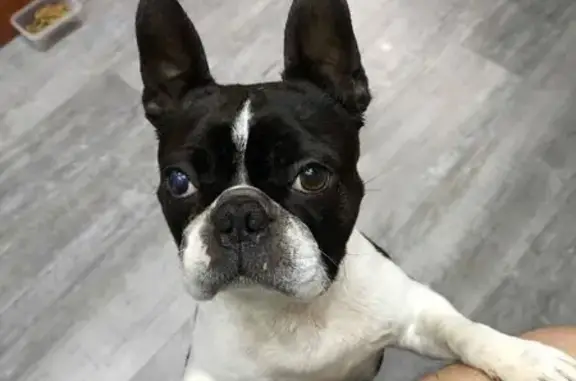 Пропала собака, Западный проезд, Красный