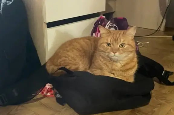 Пропал кот Пуша, ул. Чебышева, 12А