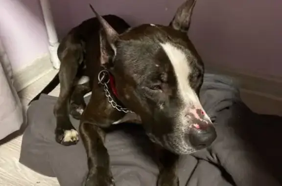 Найдена собака, Москва, фото: Собака найдена у Талалихина, 1 к1, Москва