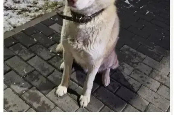 Найдена собака, Балтым, фото: Найдена собака Хаски, Балтым, Свердловск