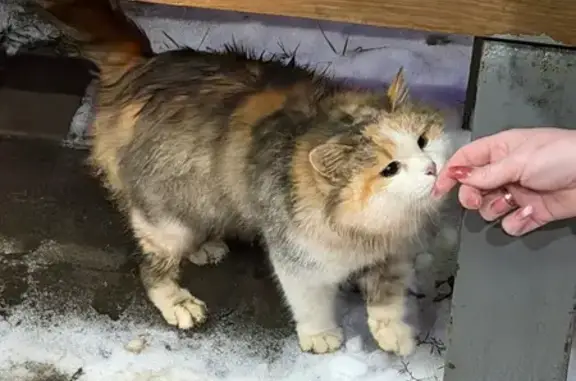 Найденные животные Пенза, фото: Кошка найдена: ул. Мира, Пенза