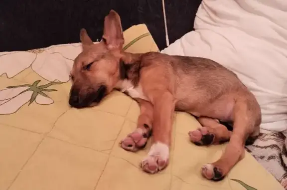 Найдена собака, Павловский Посад, фото: Щенок найден на ул. М. Горького, 19, Павловский Посад