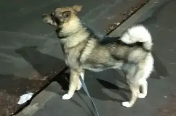 Пропала собака, Перевалочная 84, Петрозаводск