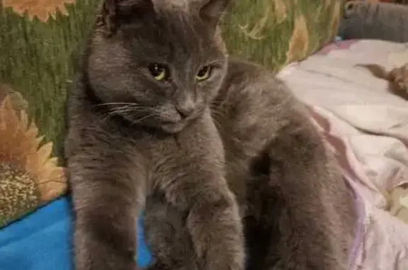 Найдена кошка, Саратов, фото: Кошка найдена у Большой Садовой, 100