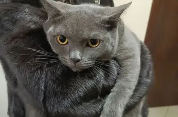 Найдена кошка, Тула, фото: Кошка найдена, пр. Ленина 112А, Тула