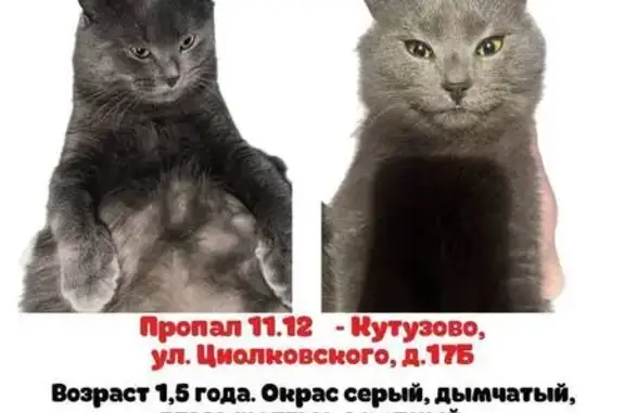Кошки потеряшки, Подольск, фото: Потеряшка кошка, ул. Циолковского 17Б