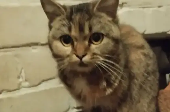 Найдена кошка, Белгород, фото: Найдена кошка, Белгород, Белгородская обл.