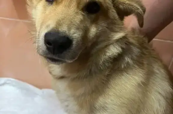 Найдена собака, Саратов, фото: Собака найдена: 3-й пр. Строителей, 6