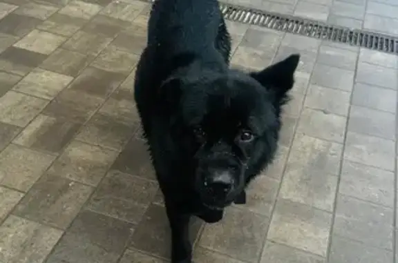 Найдена собака, Липецк, фото: Собака найдена на ул. Плеханова, Липецк