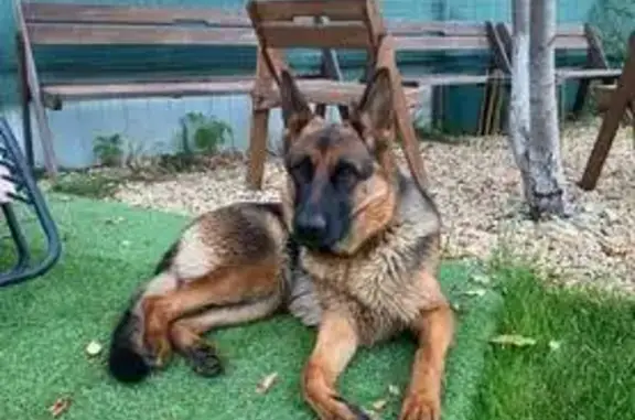 Пропала собака на Дударевской улице