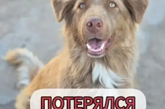 Пропал Лео на ул. Керамическая, Саратов