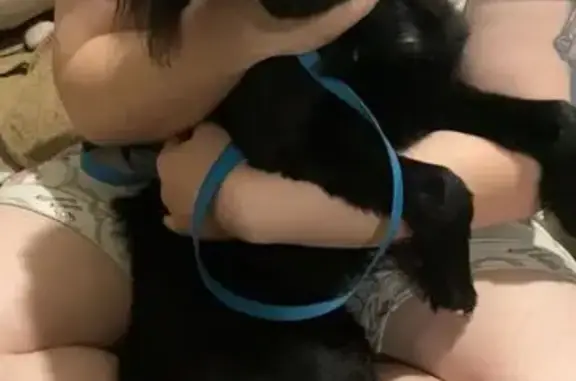 Найдена собака, Нижний Новгород, фото: Собака найдена: Просвещенская ул., Н. Новгород