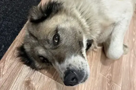 Найденные животные Красноярск, фото: Собака найдена у Кванта, Красноярск