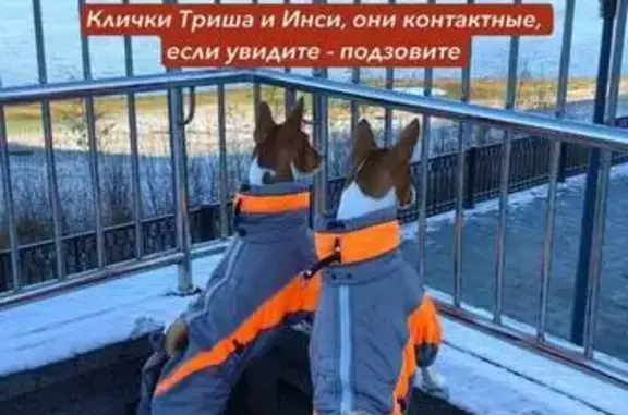 Пропали басенджи, Пермь, Набережная Камы