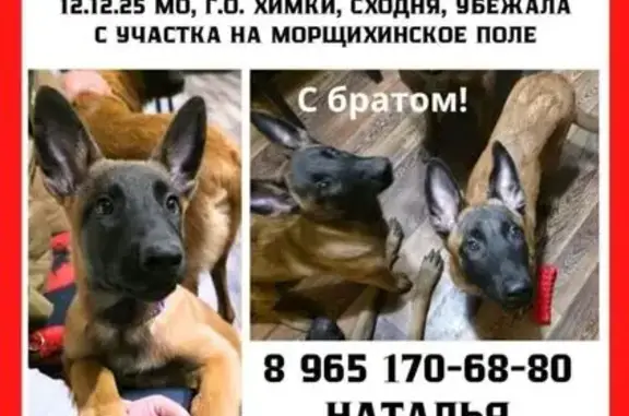 Пропала собака в Химках, МО