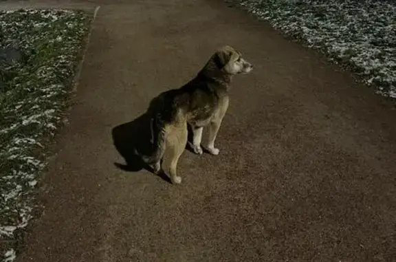 Найдена собака, Санкт-Петербург, фото: Собака найдена: пер. Челиева, СПб