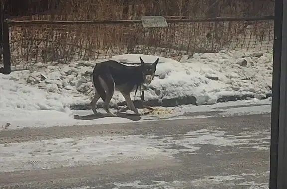 Найденные животные Казань, фото: Собака с ремешком на ул. Серова, 12